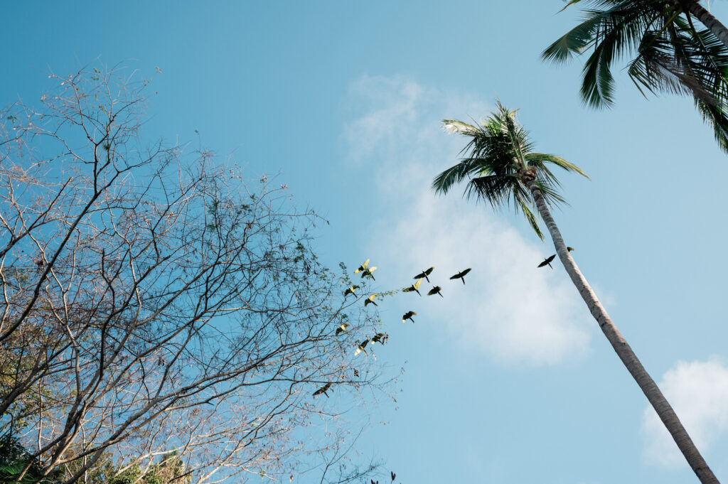 Flock of parrots flying over palm trees at Las Caletas wedding, Puerto Vallarta