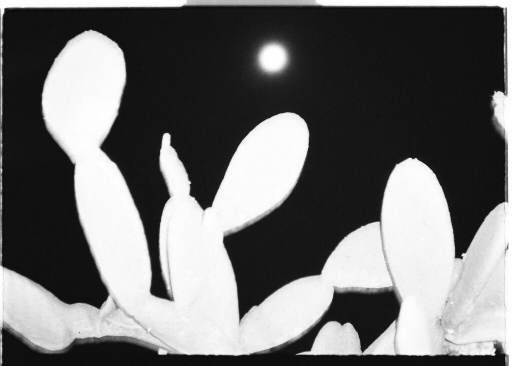 Film photo of prickly pear cactus under full moon at night, San Miguel de Allende wedding